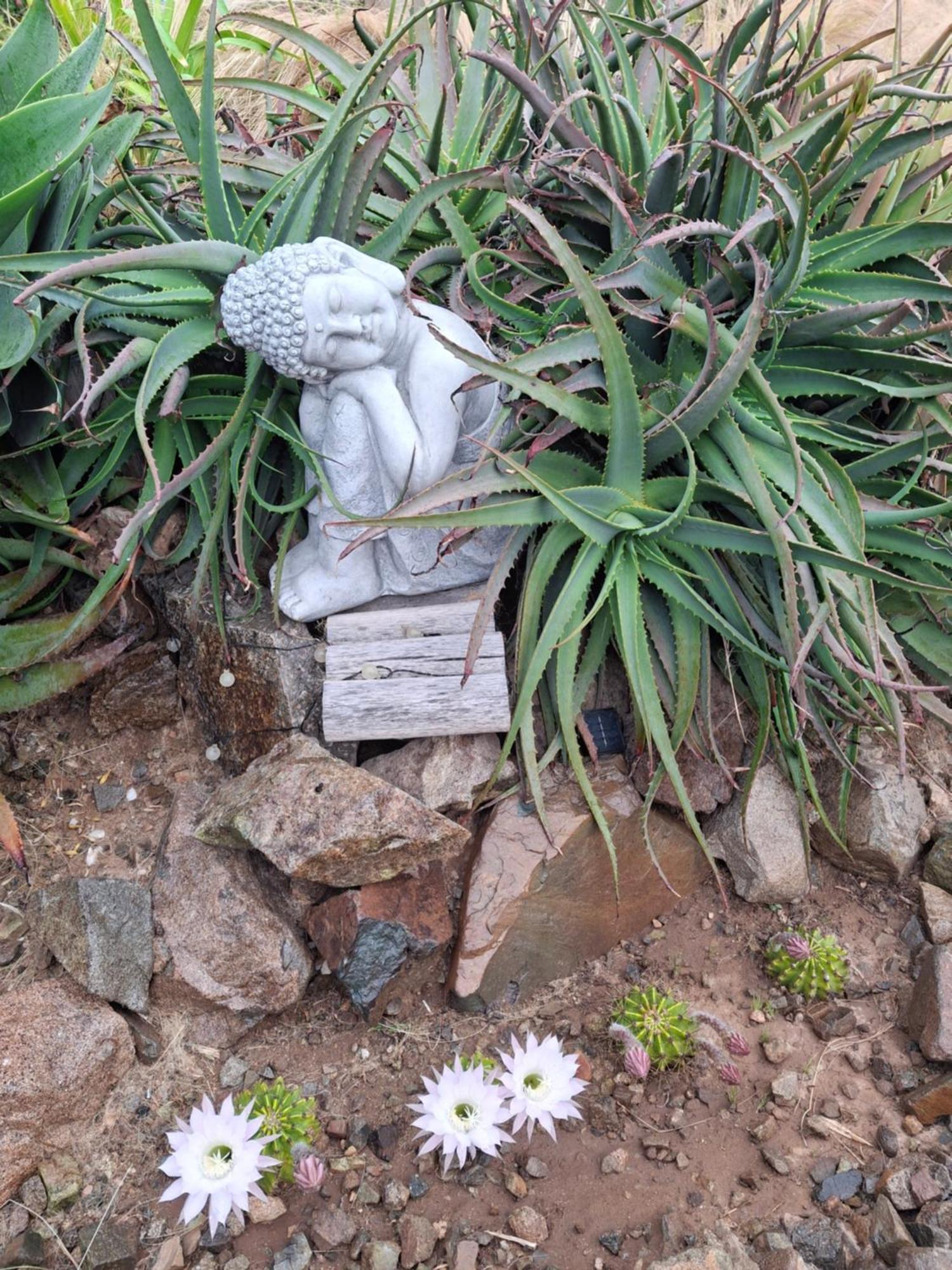 Colibri - Elqui * La Serena