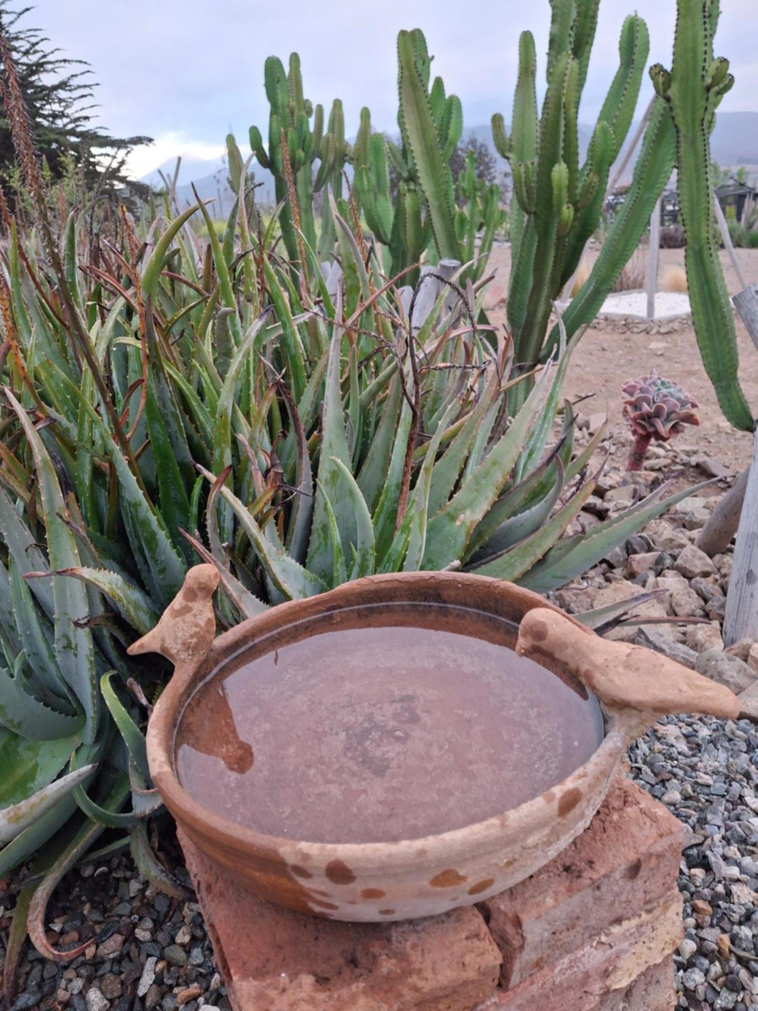 Colibri - Elqui * La Serena