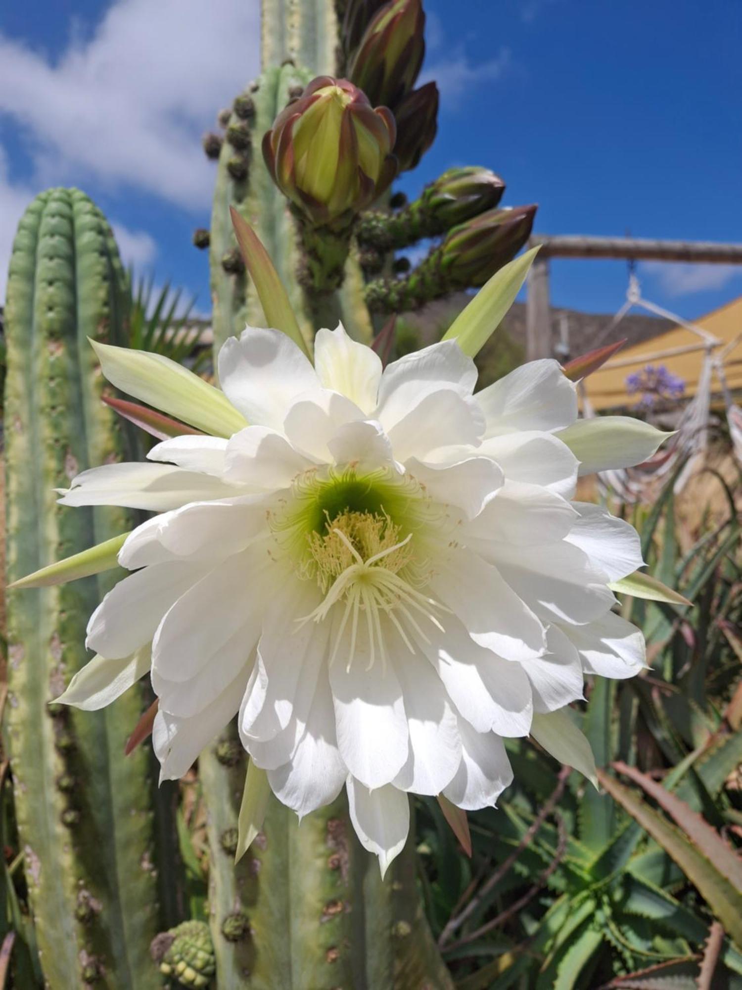 Colibri - Elqui Apartment